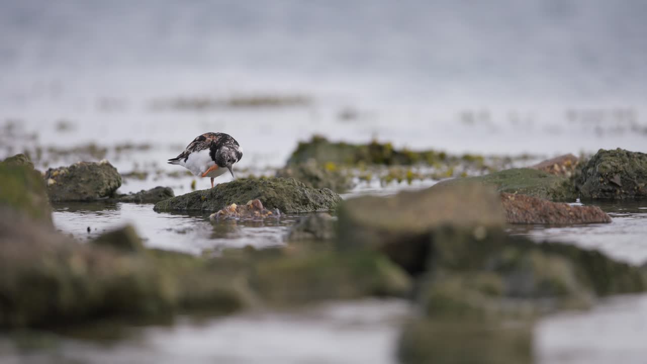vista de cerca del pájaro reddy turnstone que se limpia en la piedra en aguas poco profundas