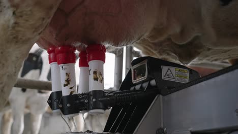 four teat cup shells of the milking machine attach in the udders of the cattle