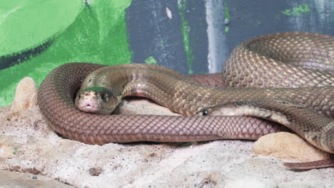 pair of snakes in the zoo - close up