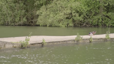 landscape of bridge cross lake surrounded by lush green woodland