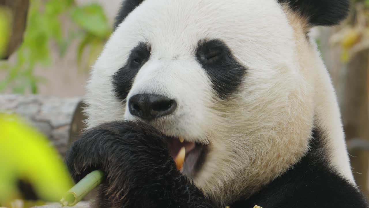 el panda gigante (ailuropoda melanoleuca) también conocido como el oso panda o simplemente el panda, es un oso nativo del sur de china central.