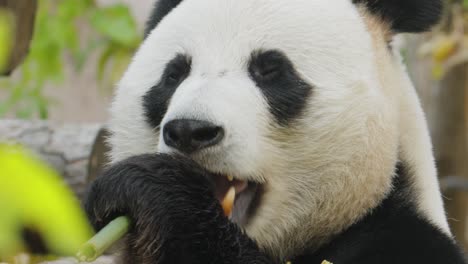 Der-Große-Panda-(Ailuropoda-Melanoleuca),-Auch-Pandabär-Oder-Einfach-Panda-Genannt,-Ist-Ein-Im-Süden-Zentralchinas-Beheimateter-Bär.