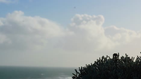 bush overlooking ocean with cloudy sky