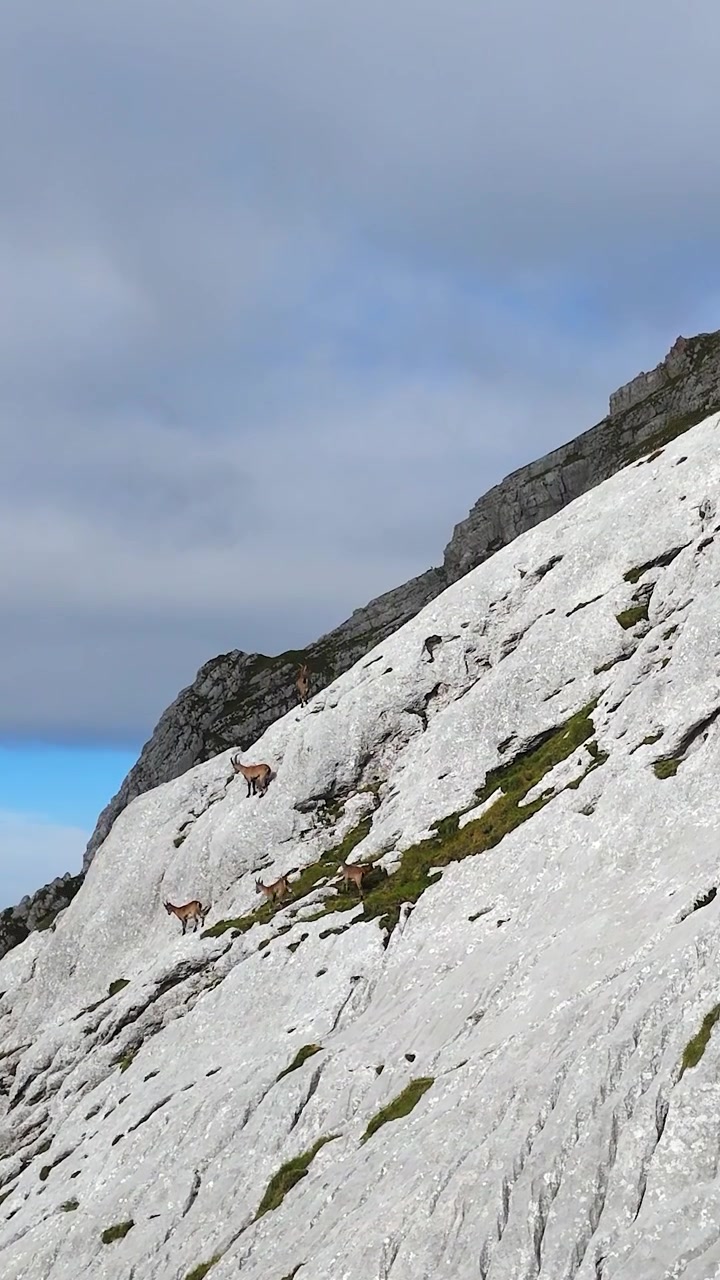 Vista aerea cinematografica verticale, branco di camosci (Rupicapra rupicapra) sulle aspre pendii calcarei del Bovški Gamsovec sul terreno montuoso delle Alpi Giulie, Slovenia