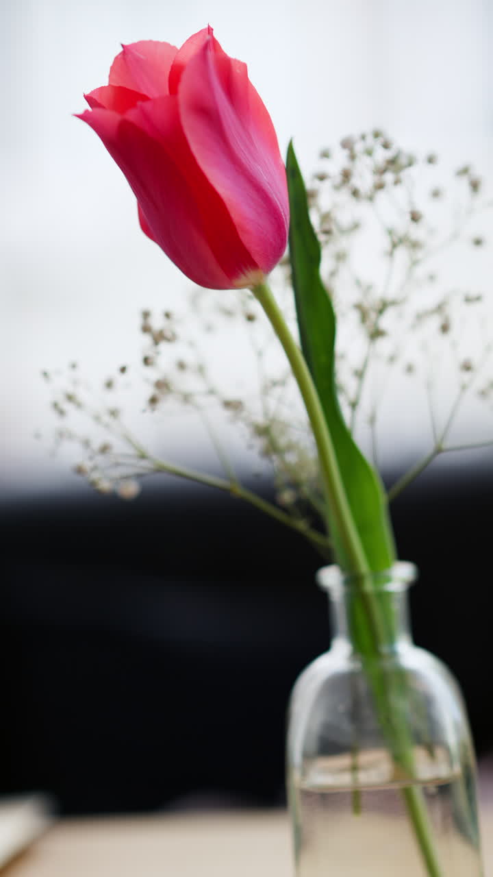 Single red tulip and a branch of white gypsophila in a clear vase. Verical