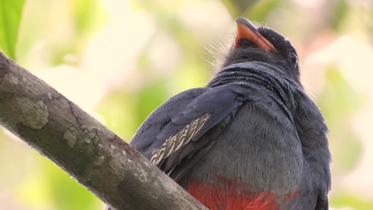 pájaro trogón de cola negra sentado y acicalándose plumas en la rama del árbol