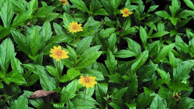 Static shot of Singapore daisy ground cover with bright yellow flowers and lush green leaves, forming a dense mat across the garden floor