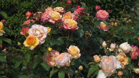 Roses-in-full-bloom