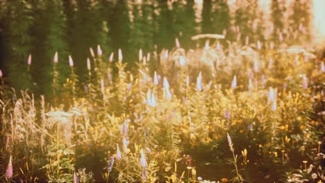 wild field flowers at summer sunset