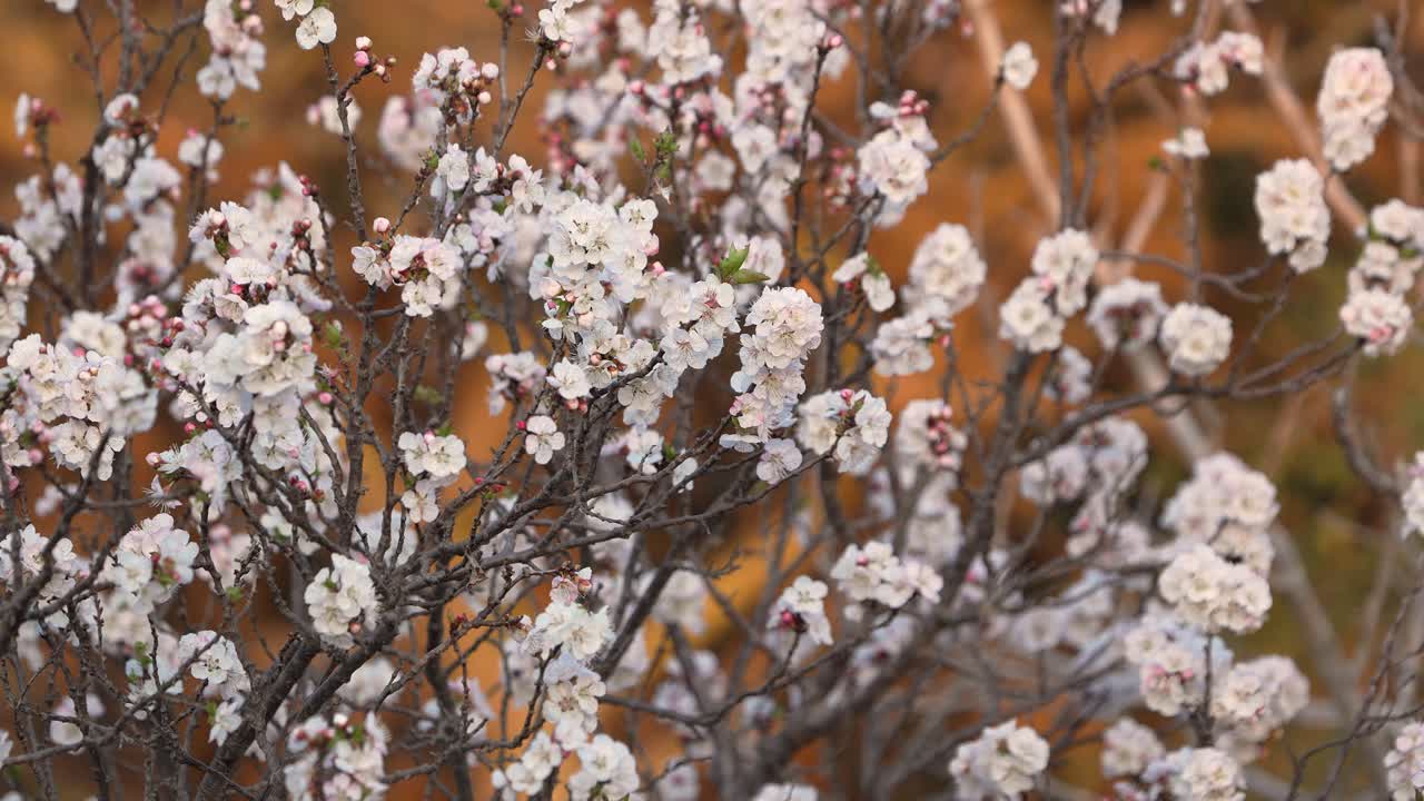 Zoom in view of english walnut flowers with sunset light