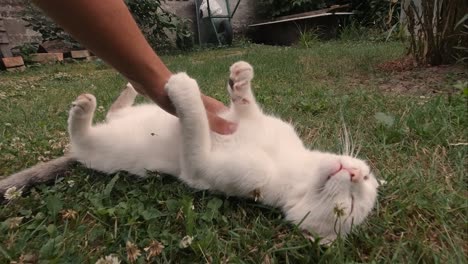 male hand petting tummy of white cat lying on ground, eyes closed