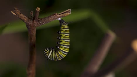 Observe-Cómo-Una-Oruga-Se-Prepara-Meticulosamente-Para-Convertirse-En-Capullo,-Un-Momento-Crucial-En-Su-Transformación.