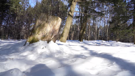 Pan-shot-in-a-nature-parc-with-Wood-Chuck