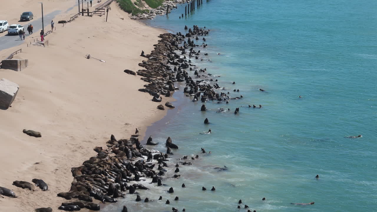 Fur seal wildlife colony gathering by the shore on a close-up drone movement, Necochea, Argentina.
