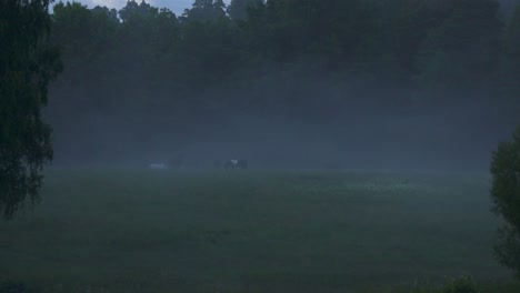 Neblige-Abendnatur-In-Grüner-Sommerlandschaft