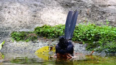 White-rumped-Shama-Baden-Im-Wald-An-Einem-Heißen-Tag,-Copsychus-Malabaricus,-In-Zeitlupe