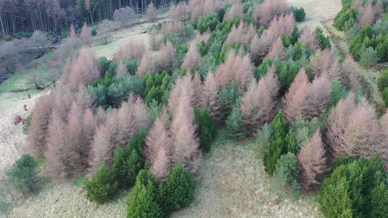 영국의 삼림 지대에 대한 드론 영상