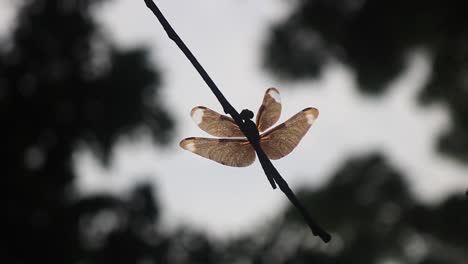 a dragonfly rests on the twig of a branch in silhouette