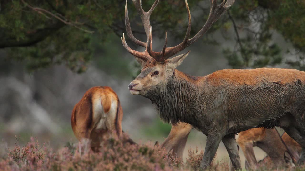 Un gruppo di cervi rossi durante la stagione degli amori a Veluwe, Paesi Bassi