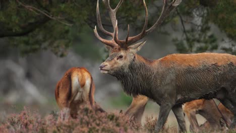 A-group-of-red-deer-during-rutting-season-at-the-Veluwe,-Netherlands