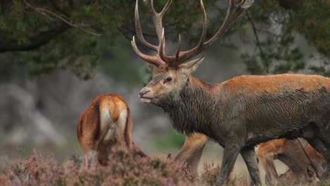 a group of red deer during rutting season at the veluwe, netherlands