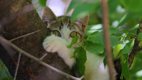 stray kitten on a tree branch. stray cat is an un-owned domestic cat that lives outdoors and avoids human contact: it does not allow itself to be handled or touched, and remains hidden from humans.