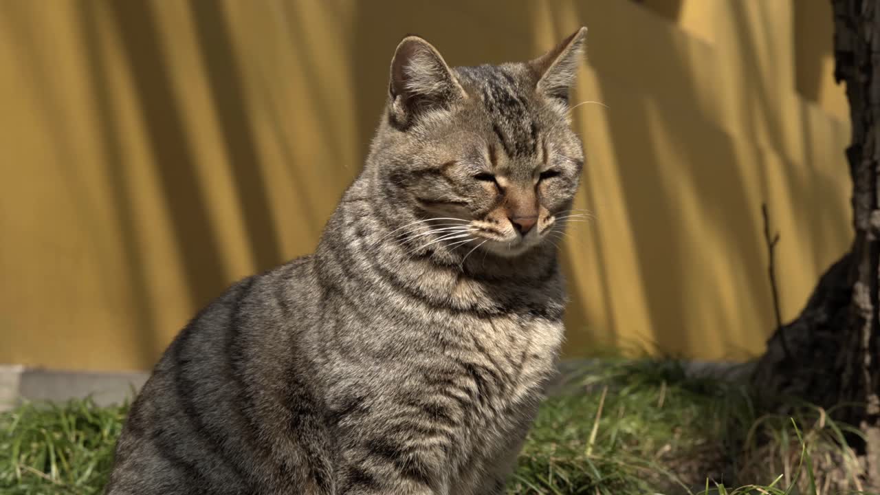 Gatto soriano grigio che strizza gli occhi alla luce del sole contro un muro giallo 1