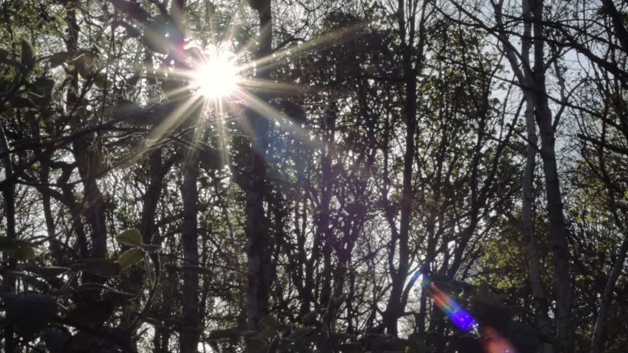 Lush green English woodland with sun stars medium tilting shot