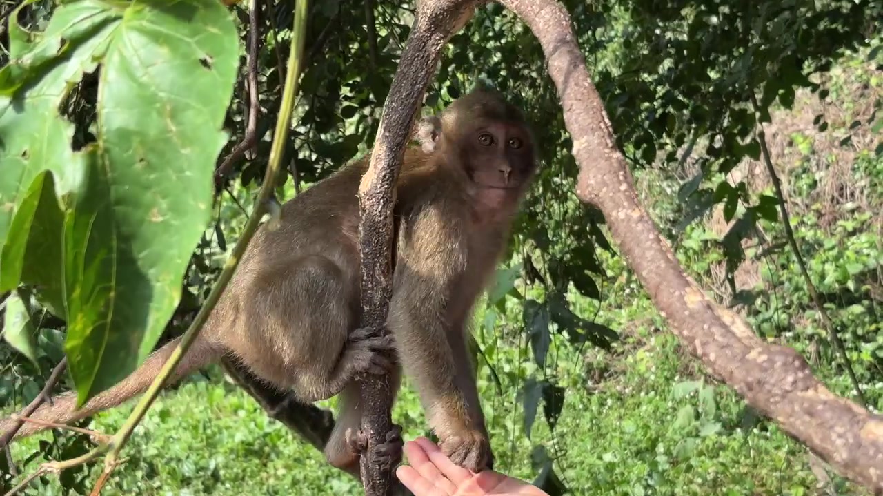 Scimmia con un essere umano nella lussureggiante giungla di Krabi, Thailandia