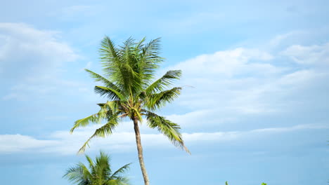 Una-Palmera-Se-Balancea-En-El-Viento-Contra-Un-Fondo-De-Cielo-Azul-Con-Nubes-Blancas-Violetas-En-Cámara-Lenta