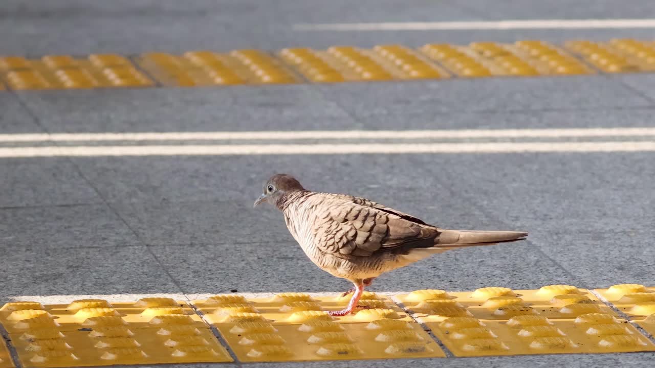 A dove moves gracefully across a yellow tactile paving in an urban setting, highlighting its cautious navigation.