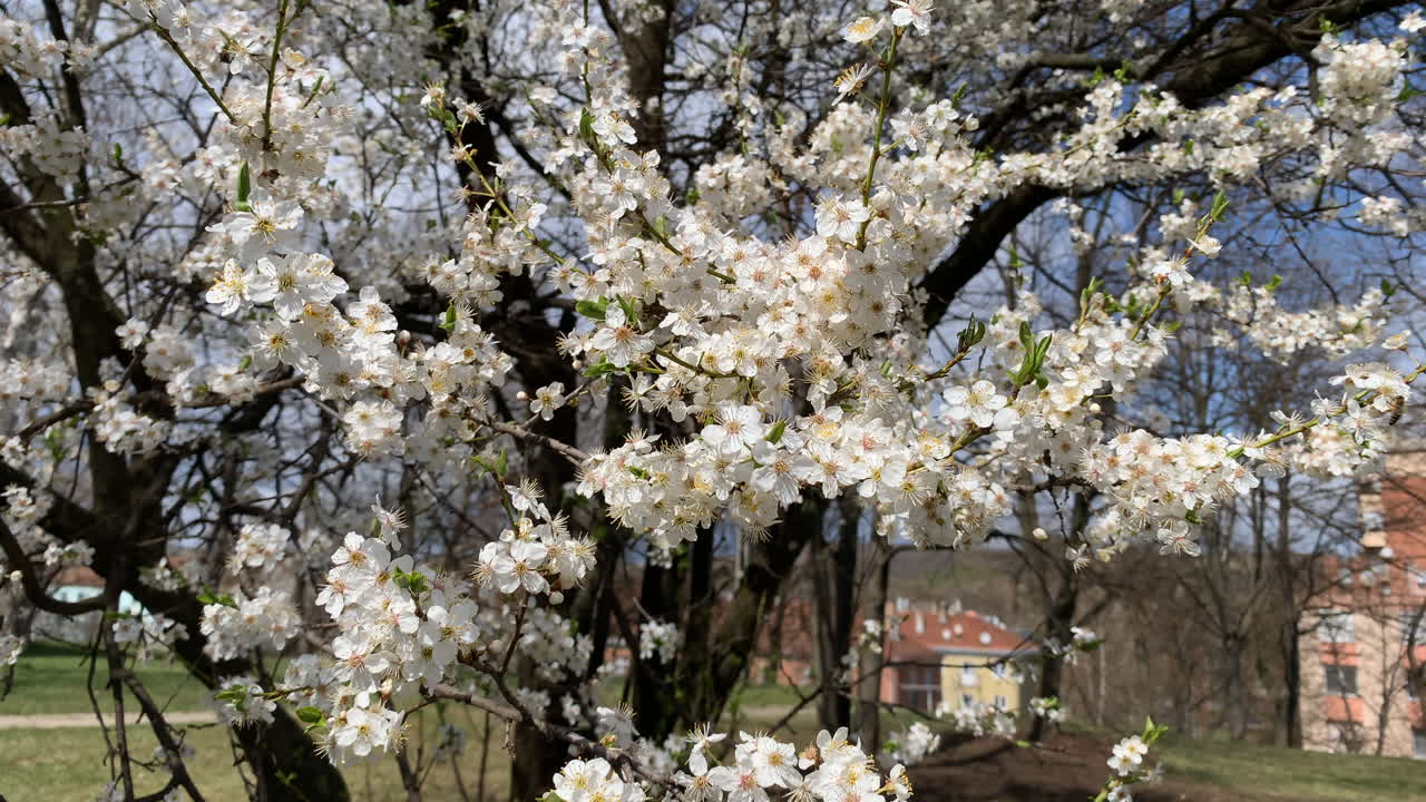 paisaje de los cerezos en flor