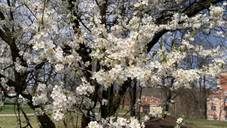 landscape of the cherry blossoms