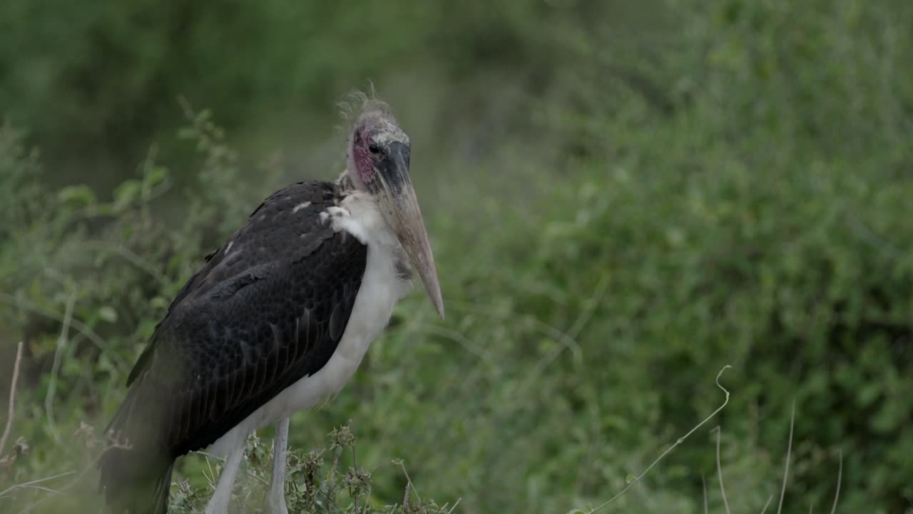 Beautiful Marabou Stork bird n the morning