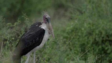 beautiful marabou stork bird n the morning