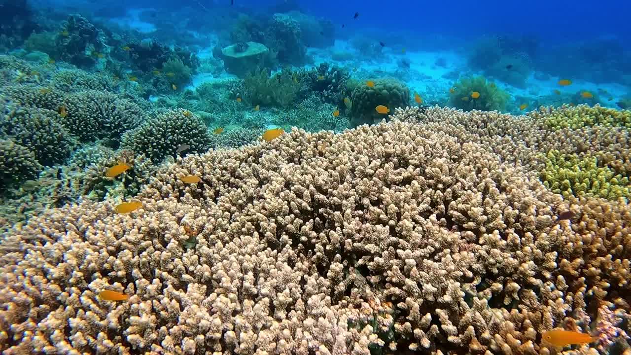 Underwater scene of Balicasag Island's marine sanctuary, vibrant coral reefs with diverse marine life and underwater landscapes