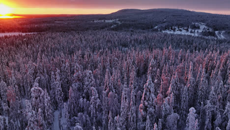 aerial view low over snow covered forest and wilderness, sunny evening in lapland