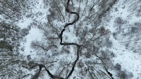 Antenne-Von-Oben-Nach-Unten-Malerische-Schnee-Winterlandschaft-Weiß-Gefrorener-Wald-Mit-Kleinem-Fluss,-Der-Durch-Den-Pinienwald-Fließt