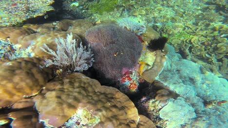 a pov of a colorful magnificent sea anemone and clownfish surrounded by diverse coral reef