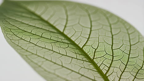 close-up of a leaf's intricate veins