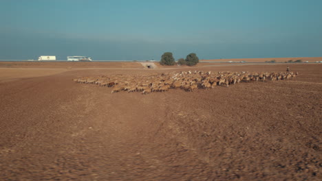 shepherd in an orange sunrise with his sheep, in a dry desert area without grass and some trees #1 aerial parallax to the right