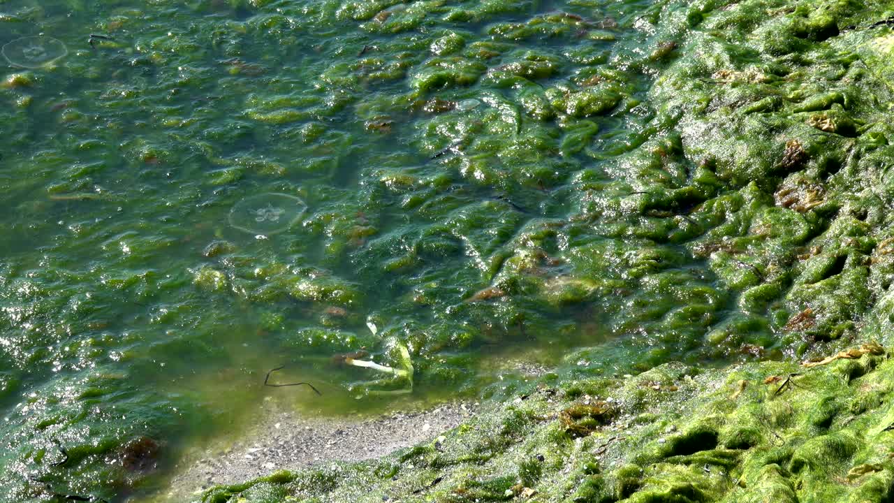 녹색 해조류가 오염된 바다