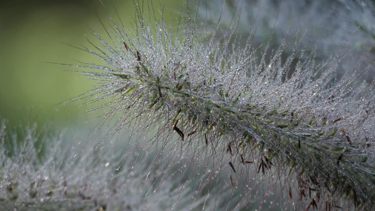 Ornamental grass seed heads in morning dew