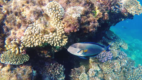 Sea-Inhabitants-Swim-Near-The-Reef