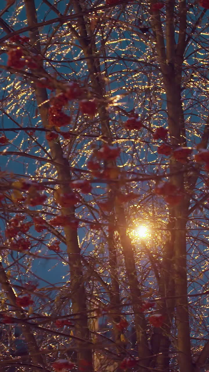 얼음으로 인 얼어붙은 가을 잎과 은 열매의 클로즈업, 부드러운 황금빛으로 조명되어 흐릿한 반이는 배경으로 평온한 겨울 장면을 만니다.