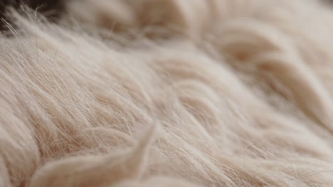 close-up of soft white fur