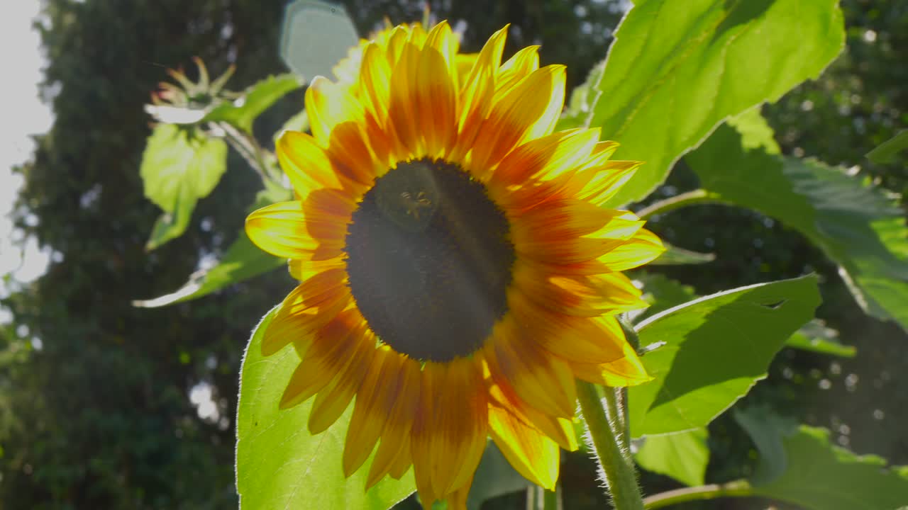 un girasol pesa en el viento, el sol brilla