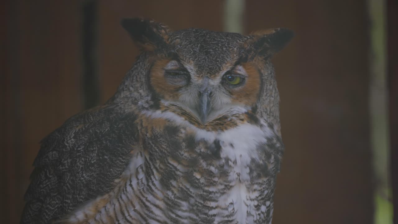 Close-up of Great Horned Owl perched indoors, gazing intensely with sharp yellow eyes