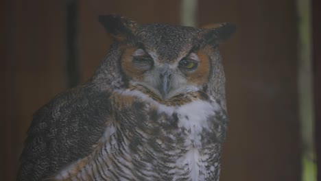 close-up of great horned owl perched indoors, gazing intensely with sharp yellow eyes