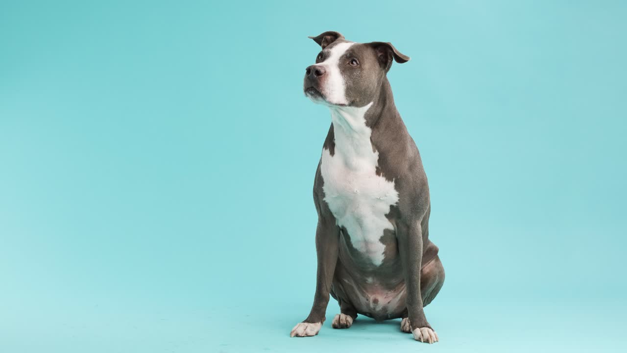 Full body Attentive Pit Bull Blue Sitting Against a blue Background